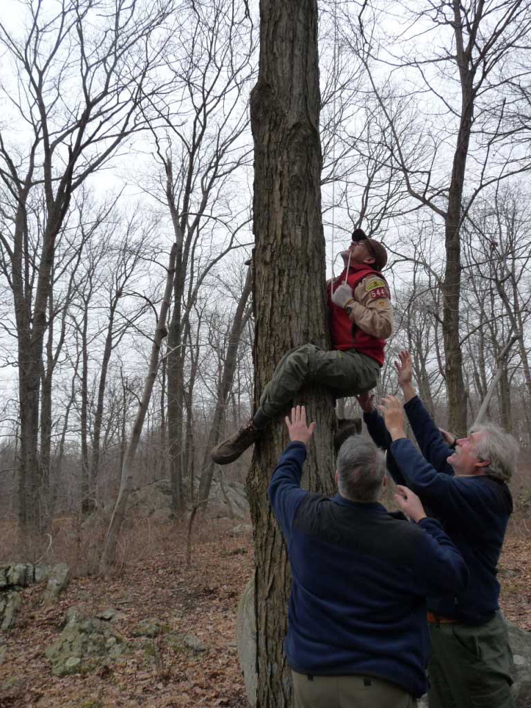 Slim up a tree